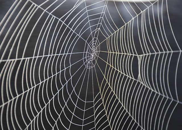 cobweb-3724148_640.jpg